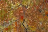 Polished Red/Yellow Petrified Wood (Araucarioxylon) - Arizona #147889-2